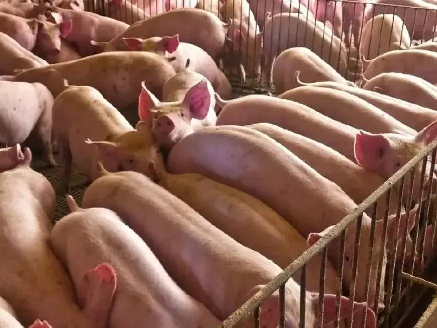 Más consumo, mejor perfil nutricional: el crecimiento sostenido de la carne de cerdo.