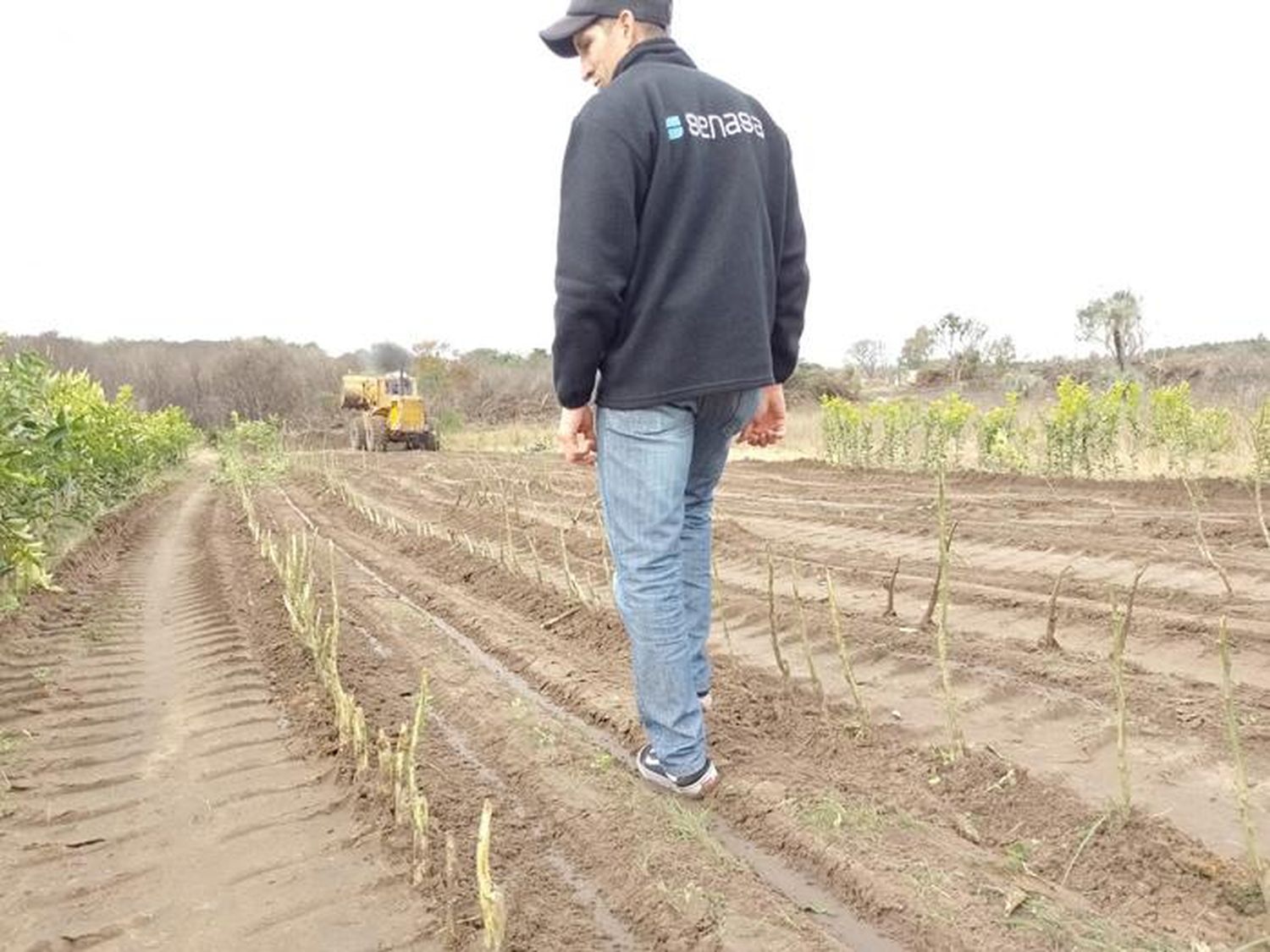 Destrucción de plantas  cítricas por incumplir las  normas de prevención del HLB