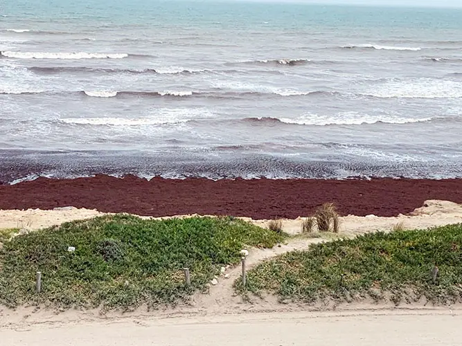 ¿Por qué las playas se llenaron de algas rojas?