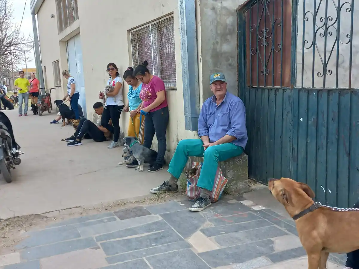 Vacunación antirrábica: cómo sigue la campaña 