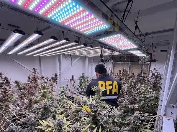 Desbarataron un vivero clandestino de marihuana en un departamento de Rosario