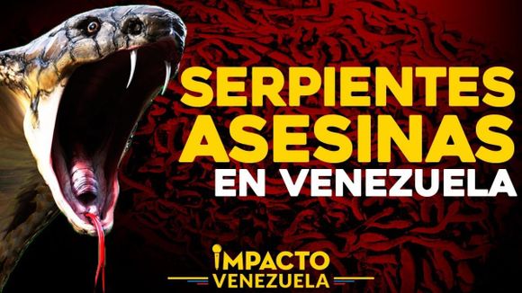 ¡ALERTA! Serpientes asesinas en Venezuela