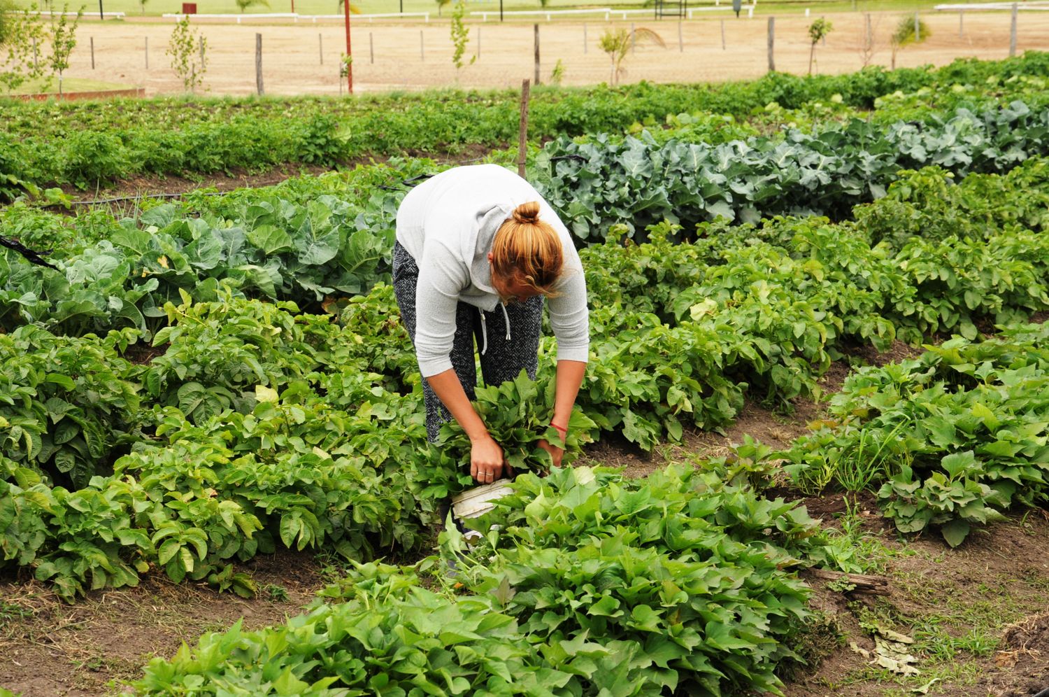 La Fundación BER seleccionó 8 proyectos sustentables de instituciones entrerrianas