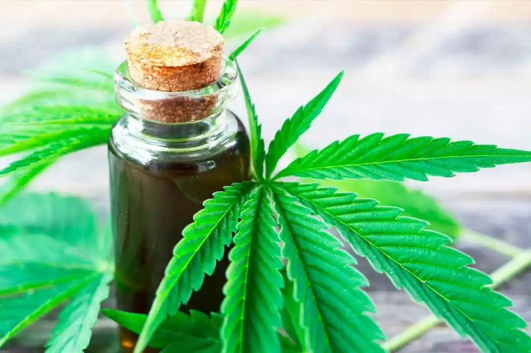 Presentan el proyecto para regular el desarrollo de la industria del cannabis medicinal