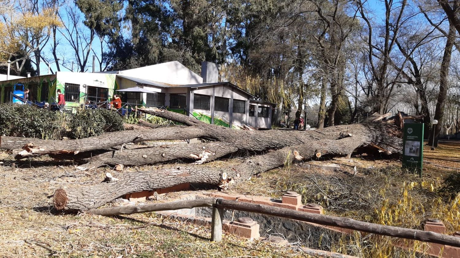 árbol caído 2