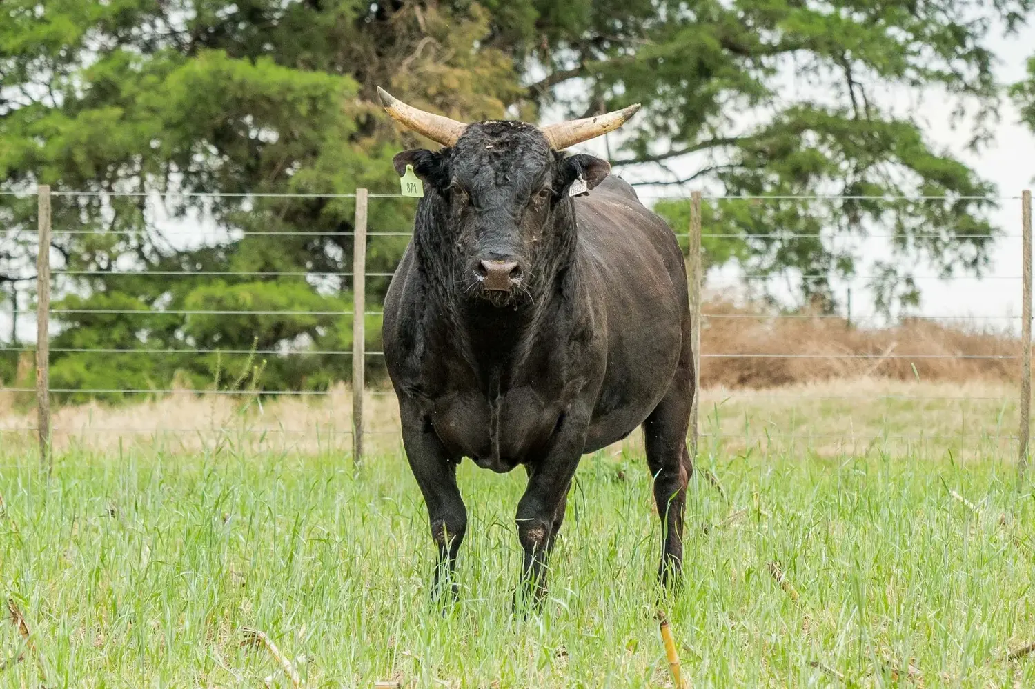 Martillazo histórico: se viene el primer remate de Wagyu de Argentina
