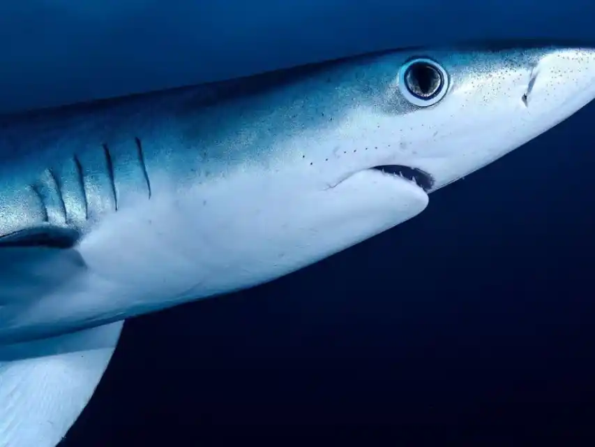 Debido al ataque, fue necesario amputar ambas extremidades. (Foto: Pixabay)