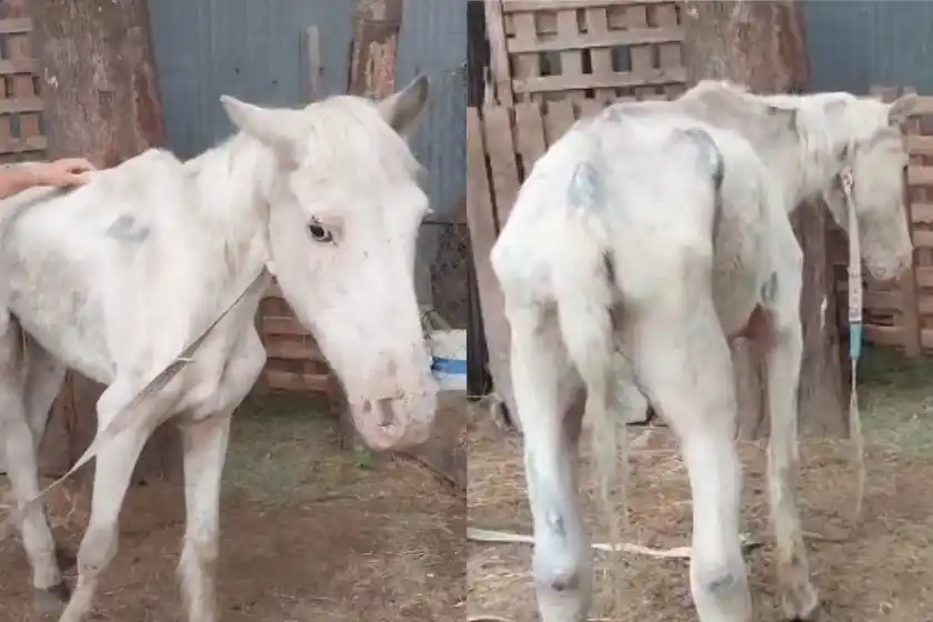 Zona oeste: rescataron a un caballo en mal estado