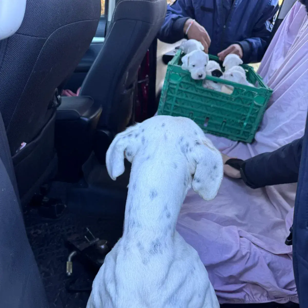 Maltrato animal: rescataron a 20 perros en un allanamiento
