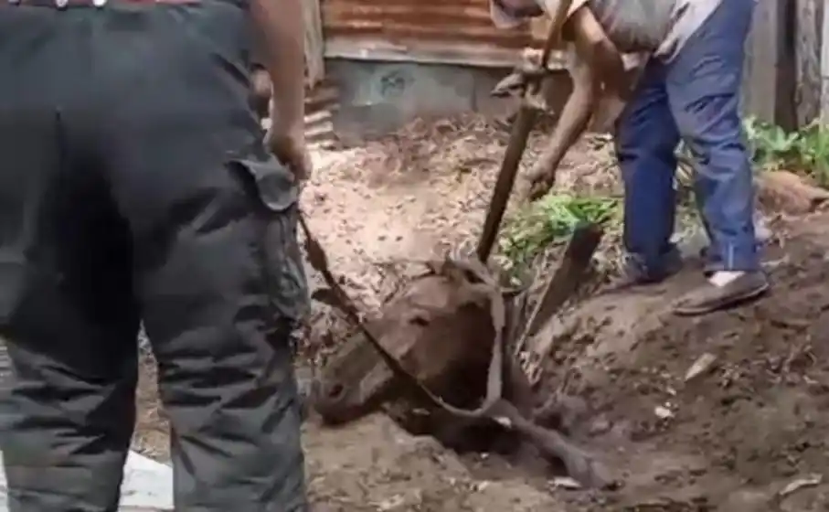 Rescataron a un potrillo que había caído en el pozo ciego de una casa de zona sur