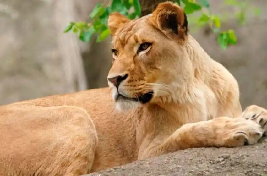 Una leona asesinó a al padre de sus cachorros en un zoo de Indianápolis