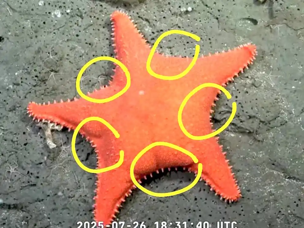 Ejemplar de estrella de mar identificado durante la expedición