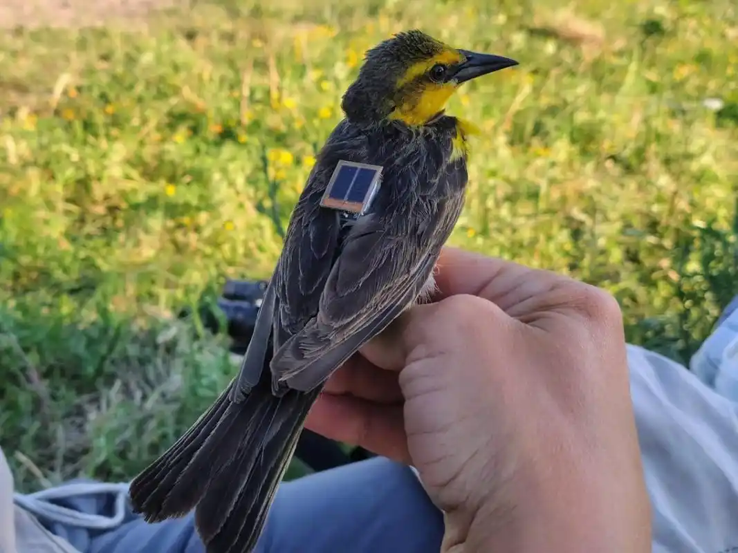 Destacan a la ciudad pionera en la aplicación de radiotransmisores para la conservación del tordo amarillo