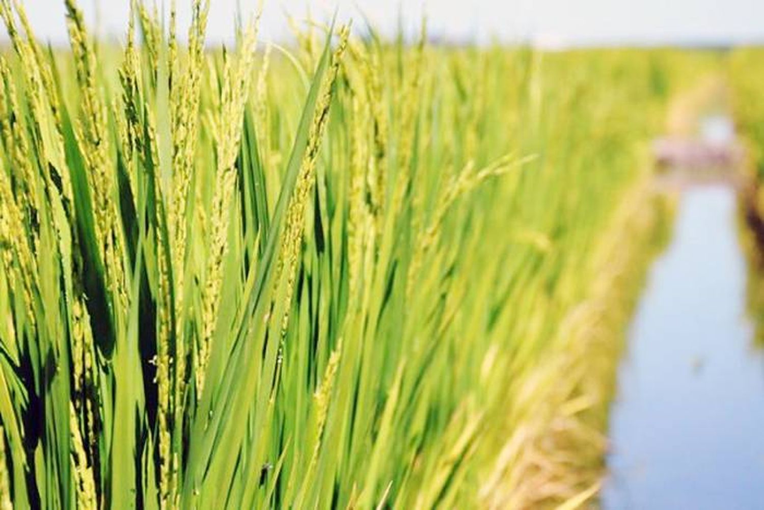 Las lluvias y la humedad  retrasan la cosecha del arroz  y sorgo en Entre Ríos