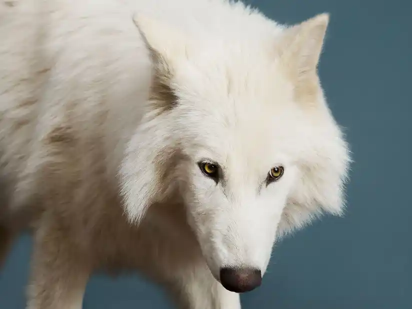 Cómo se “revivieron” los lobos terribles extinguidos hace 12.500 años y qué consecuencias tiene para la ciencia