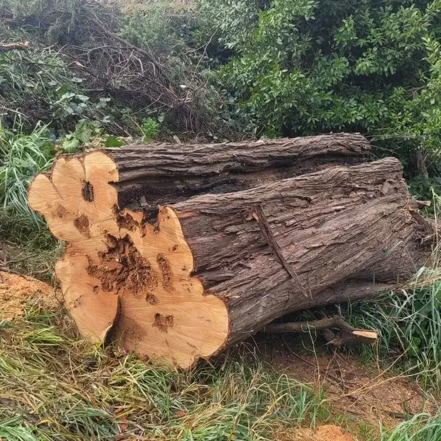 El municipio apoya la investigación de la poda irregular en el Parque Miedan