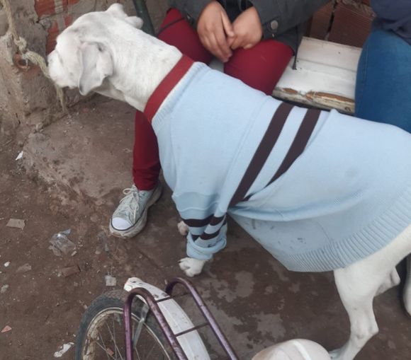 Mundo Mascota: Lola, la perra dogo que se asusta por una mariposa y cura ataques de pánico a su dueña