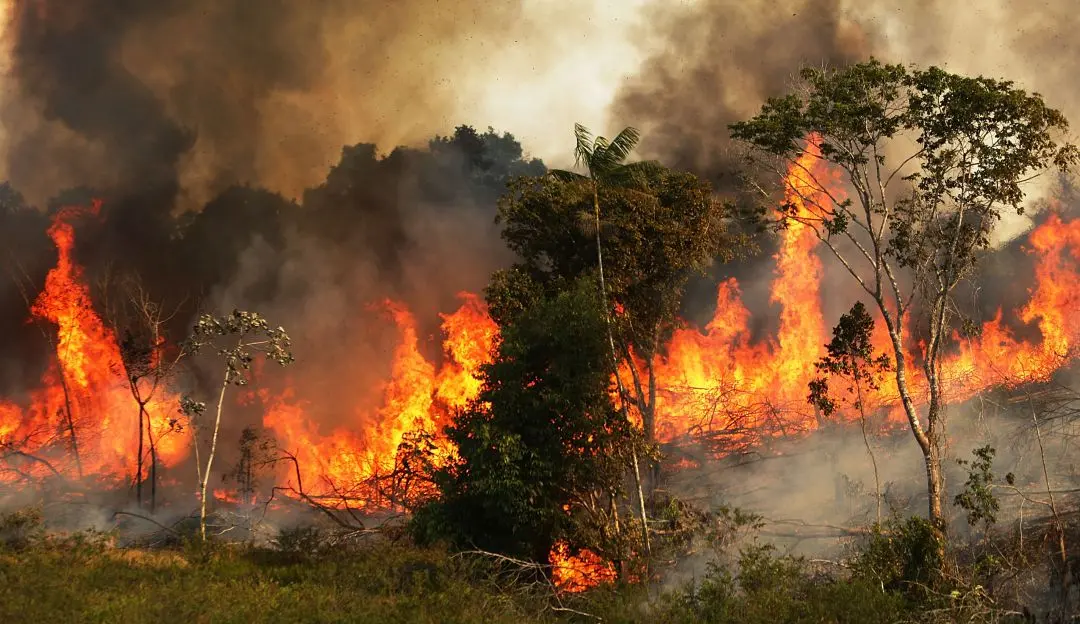Amazonas arde: Brasil registró en junio el mayor número de incendios en 13 años