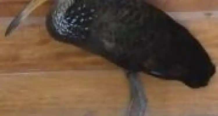 Pájaro en mano y después volando