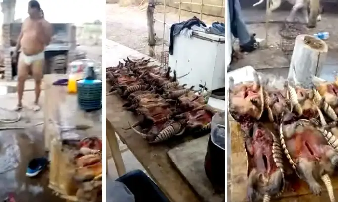 Cazadores ilegales grabaron un video con sus presas y terminaron presos