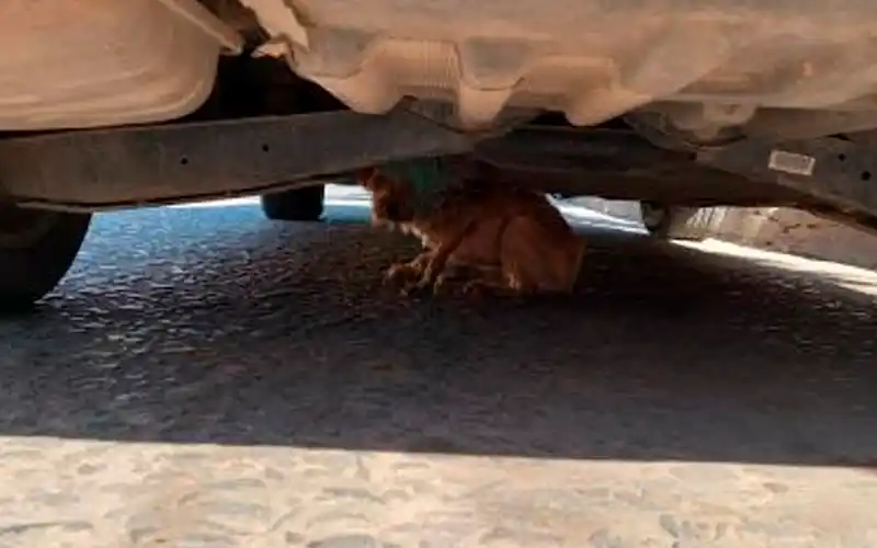 Perrito perdido en Caseros y Salta