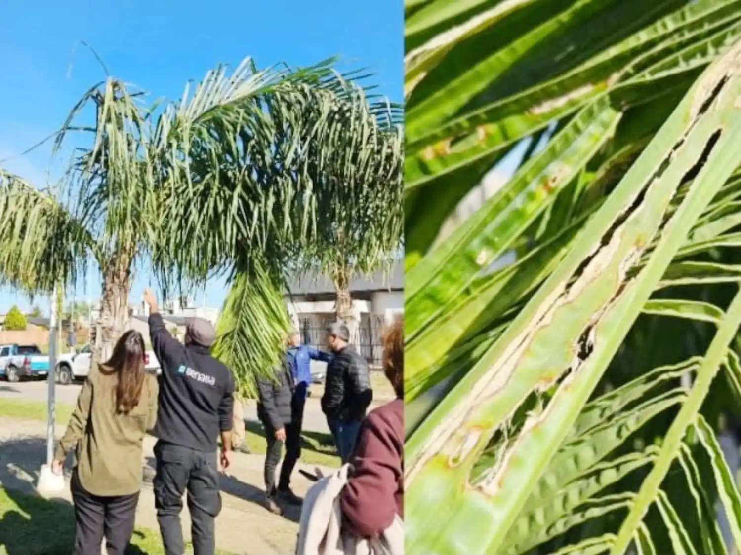 Sanidad Vegetal declaró la emergencia fitosanitaria nacional por presencia de Picudo de las Palmeras