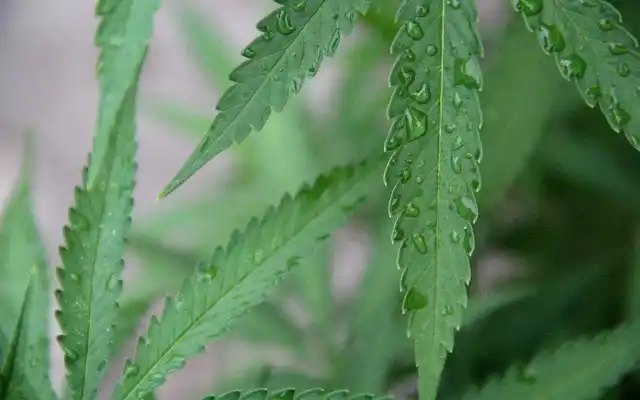 ¿Dolores menstruales? se vienen los supositorios de marihuana 