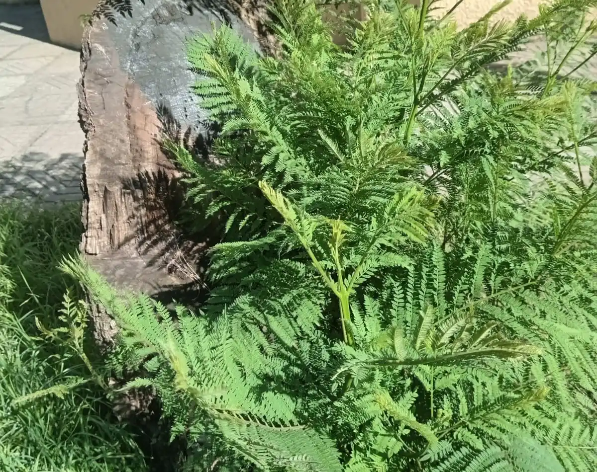 El ejemplar brotó pese a que había sido mutilado y Marta tomó la imagen.