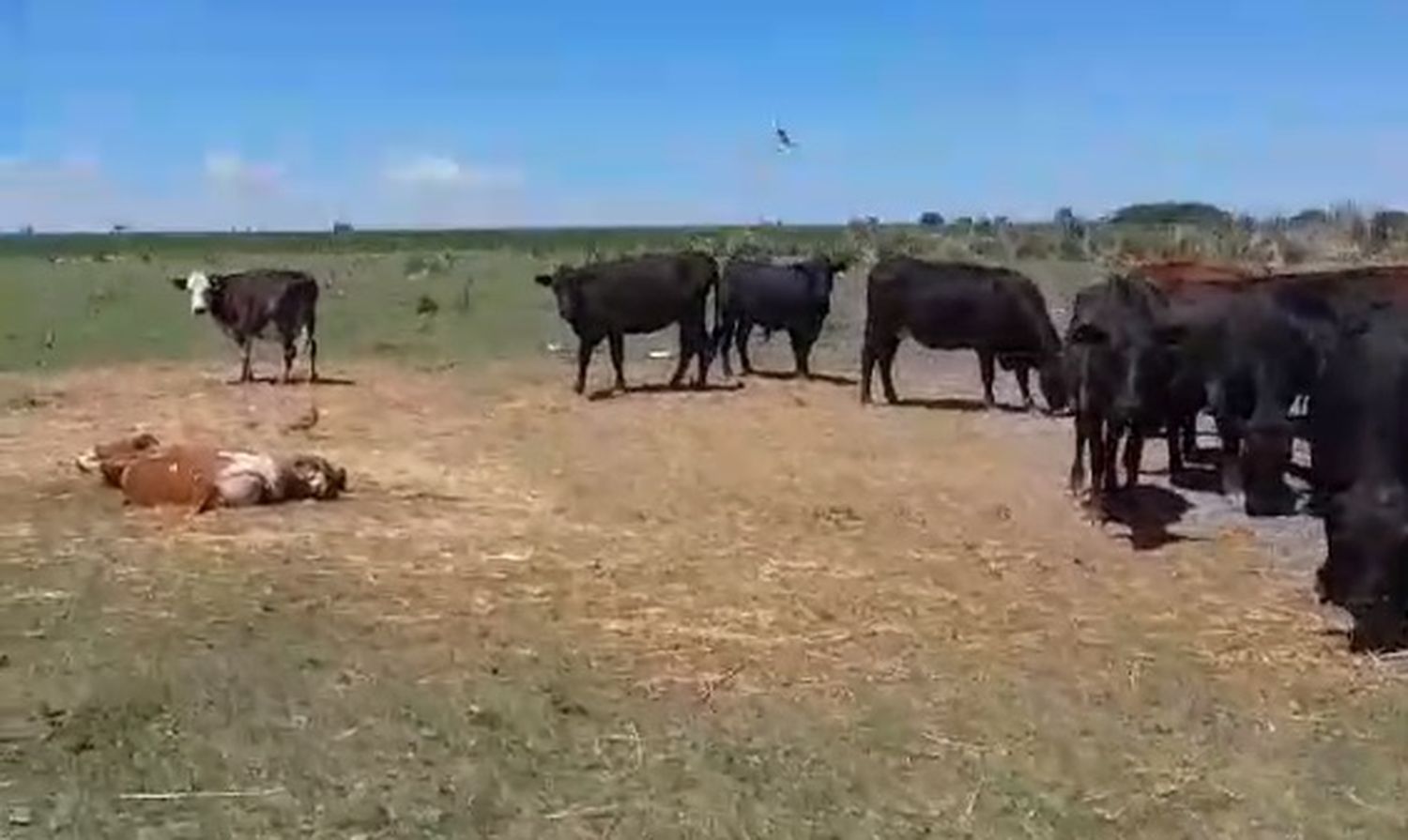 Imágnes capturadas por Walter Donati, al descubrir lo sucedido