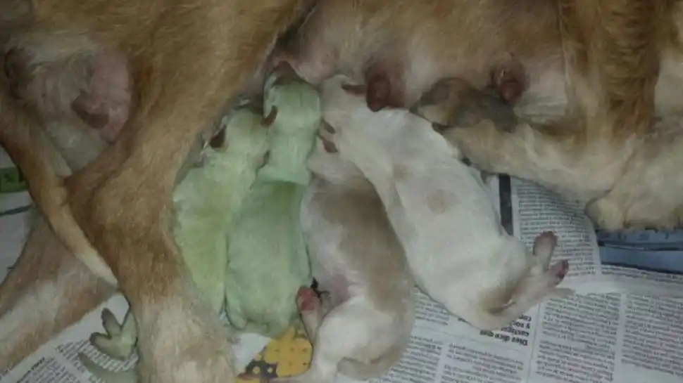 Increíble: En España nacieron dos perros verdes 