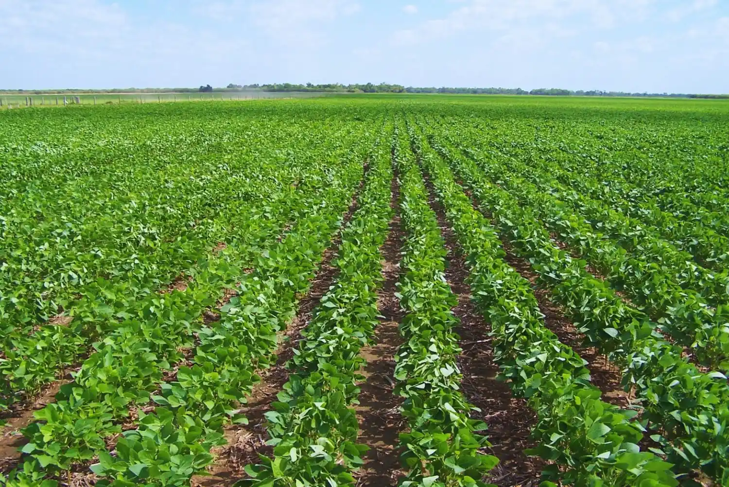 Investigadores de Argentina, Australia, Canadá, China y Estados Unidos participaron del estudio sobre resistencias de patologías en soja.