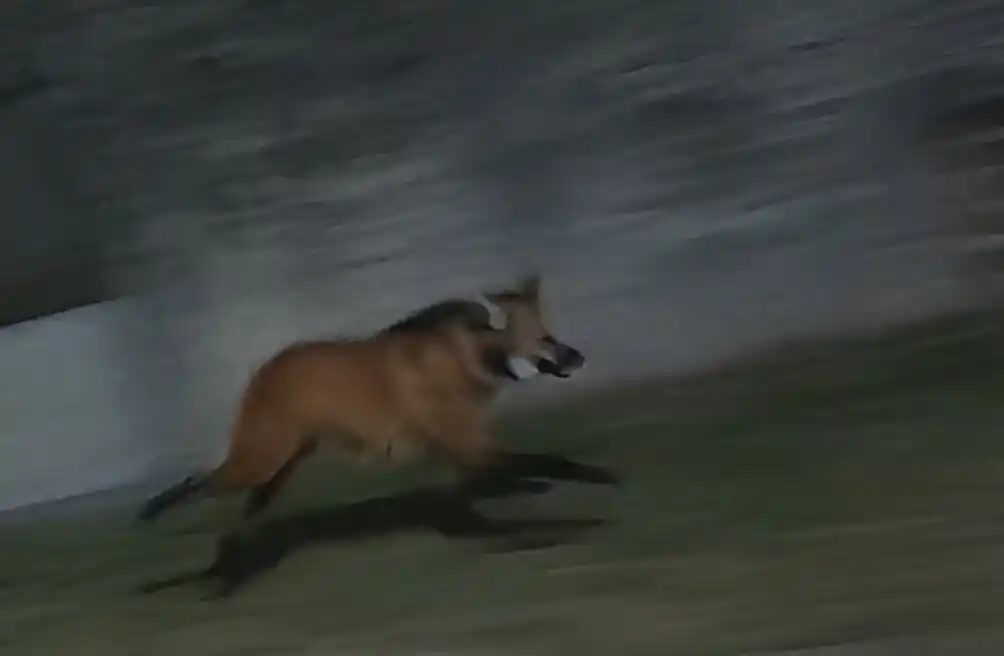El aguará guazú fue visto a toda velocidad en un barrio de San Nicolás.