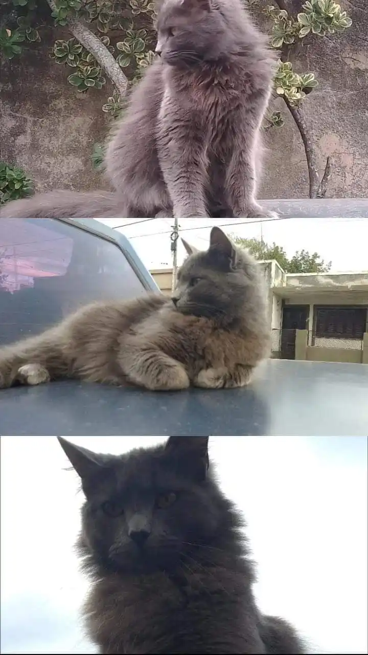 Luna, la gatita que está en la palmera