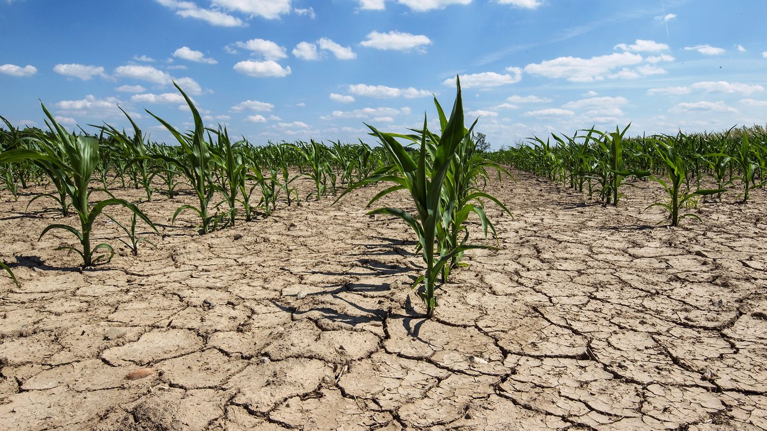 Sequía: Prórroga de emergencias agropecuarias en varios distritos bonaerenses