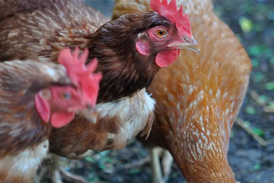 Confirman primer caso de gripe aviar en aves de corral y suspenden exportaciones