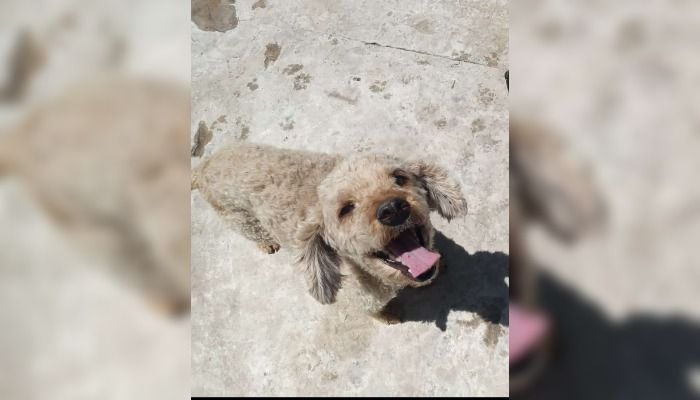 Caniche perdido en Las Provincias al 1600