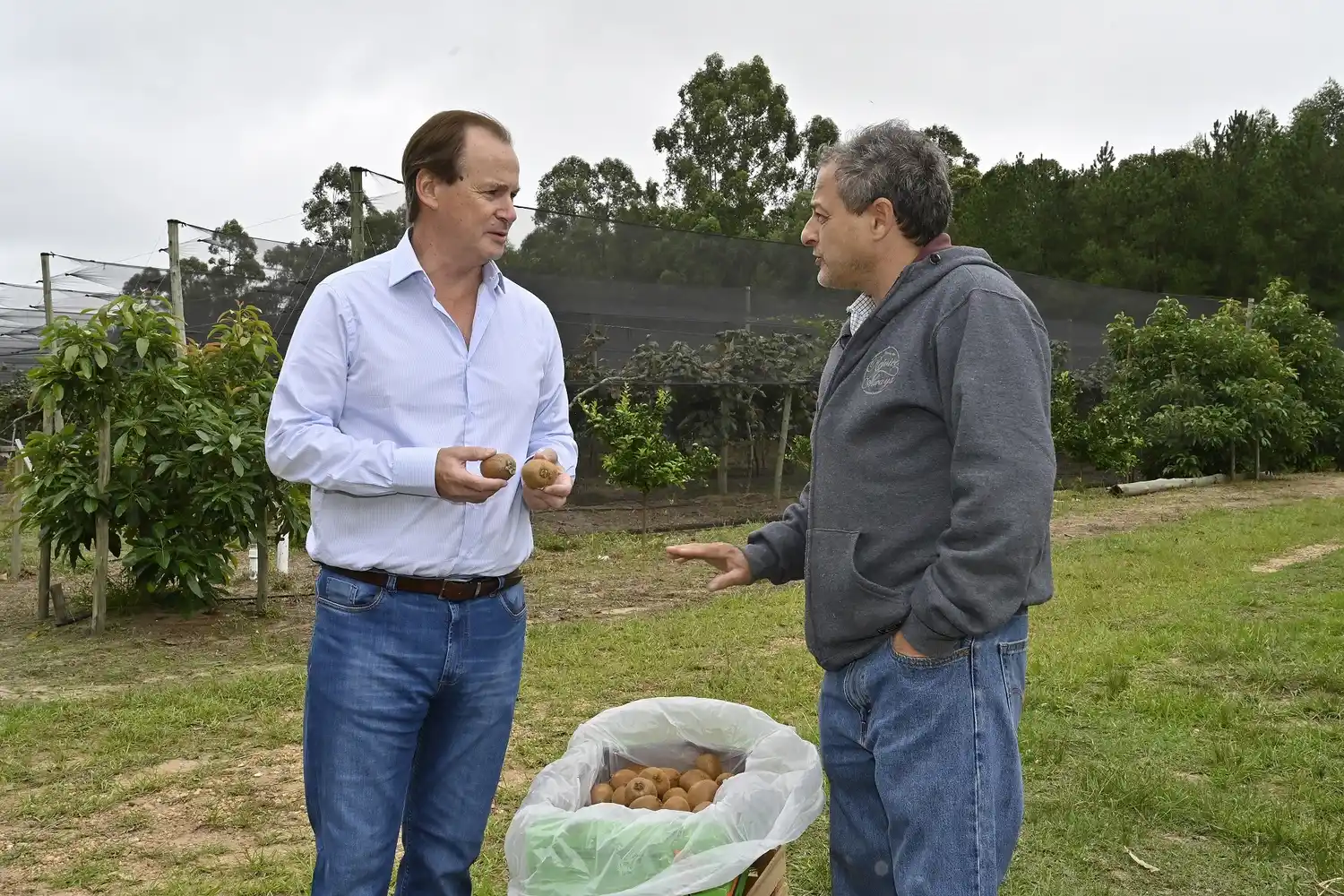 El gobernador Bordet recorrió la primera cosecha de kiwis de Entre Ríos