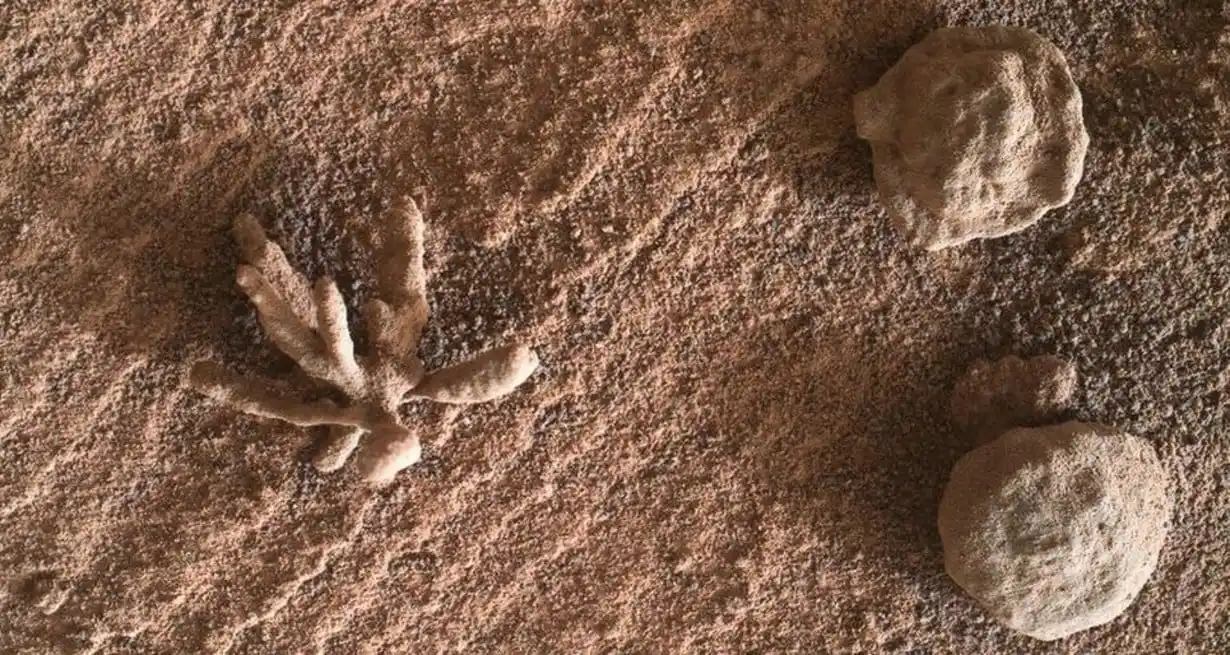 Histórico: la NASA confirmó el hallazgo de un diminuto coral en Marte