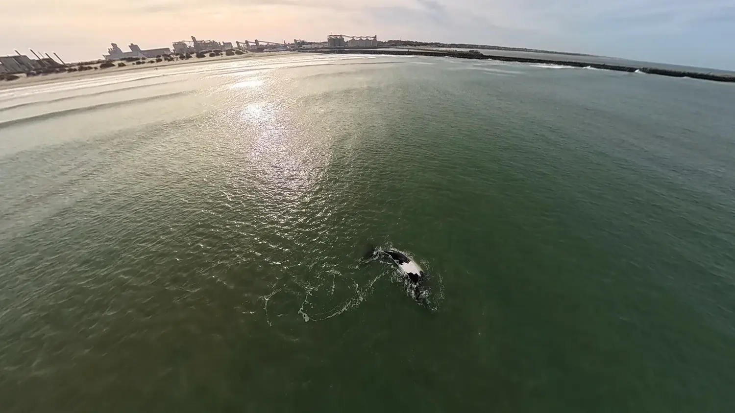 Las ballenas ya están frente a Necochea y Ecos Diarios registró las primeras imágenes