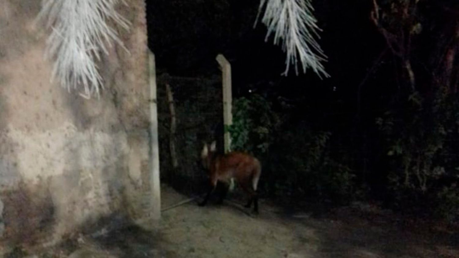 Hallaron un aguará guazú por las calles de Victoria