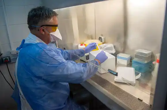 Coronavirus: advierten que una persona puede infectarse con dos variantes a la vez