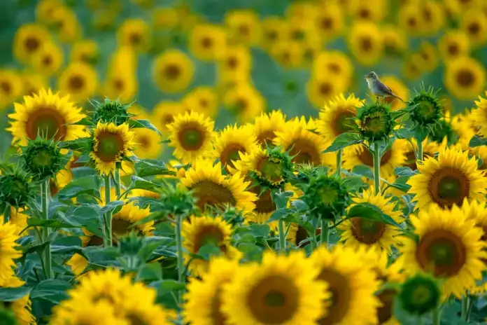 El girasol es el cultivo en ascenso en la Argentina en el rubro exportaciones del campo.