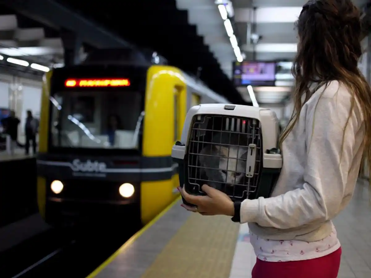 Los perros y gatos podrán viajar en los subtes de Buenos Aires 
