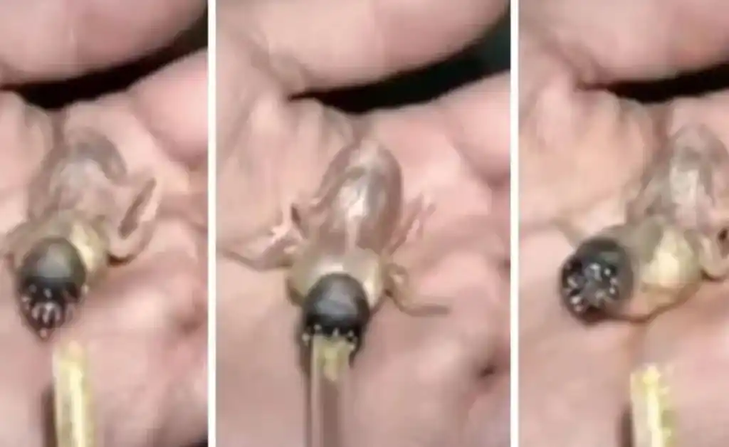 Halló un “monstruito” y le dio de comer: ¿Qué era?