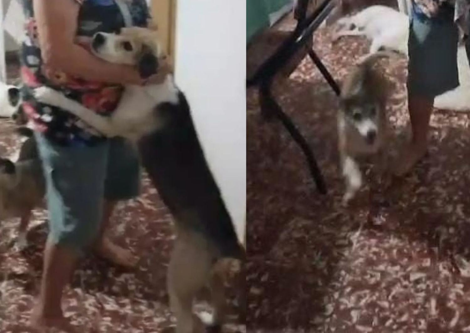 Mascotas perdidas: buscan a Pancho, Kiara y Violeta
