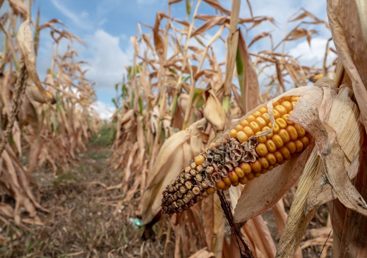 Cosecha gruesa: lo que la Niña se puede llevar