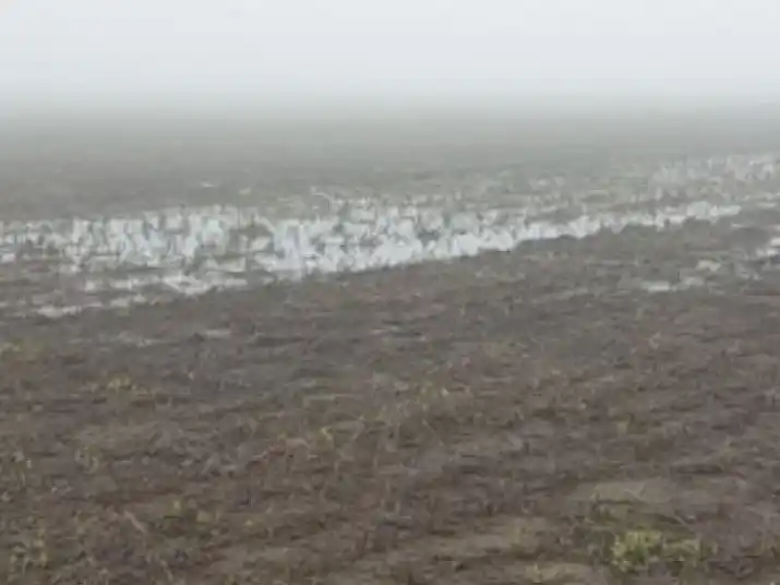 Por la humedad, sigue a marcha lenta la siembra del trigo entrerriano