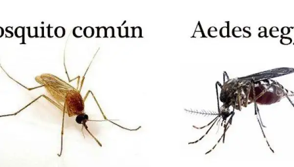 Descartan que mosquito común pueda transmitir el Zika