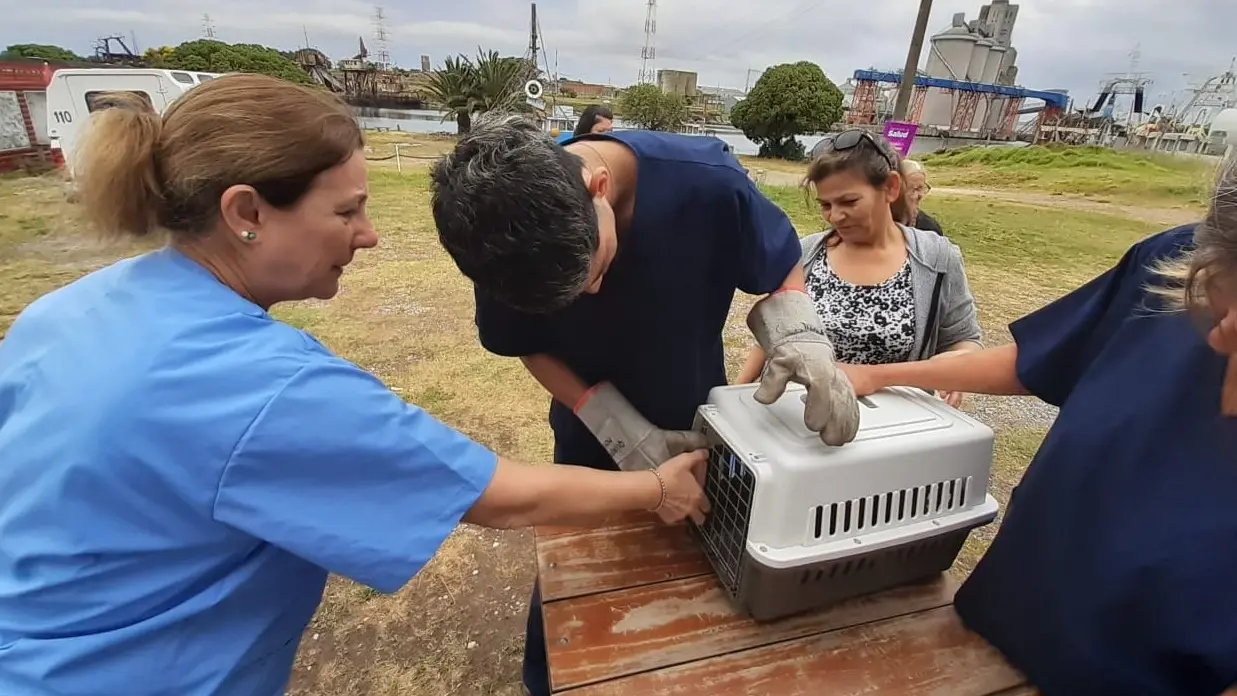 Operativo. Castración masiva de perros y gatos
