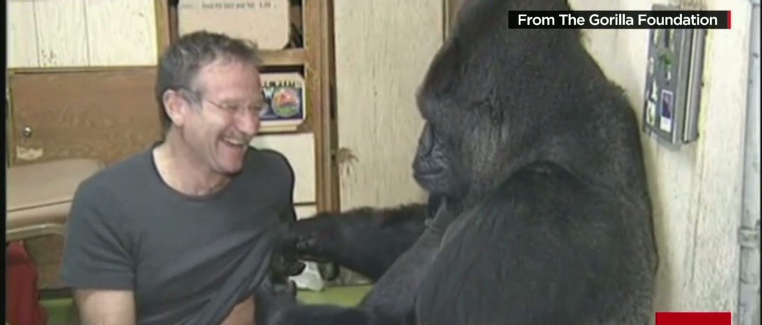 Muere Koko, la gorila que aprendió a dominar la lengua de señas